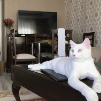 Ankara Kedisi, Kedi  Paşa fotoğrafı