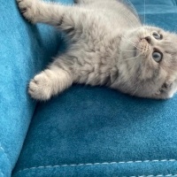 Scottish Fold, Kedi  Sütlaç fotoğrafı