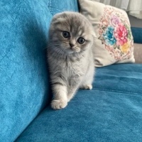 Scottish Fold, Kedi  Sütlaç fotoğrafı