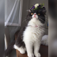 İran Kedisi (Persian), Kedi  Vişne fotoğrafı