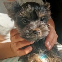 Yorkshire Terrier, Köpek  Baby fotoğrafı