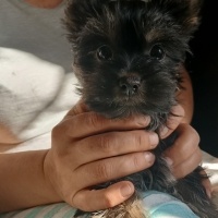 Yorkshire Terrier, Köpek  Baby fotoğrafı