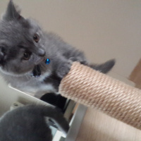 British Shorthair, Kedi  Mint fotoğrafı