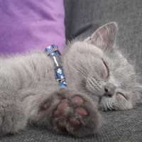 British Shorthair, Kedi  Mint fotoğrafı