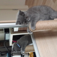 British Shorthair, Kedi  Mint fotoğrafı