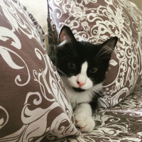 Tuxedo (Smokin) Kedi, Kedi  Bebüş fotoğrafı