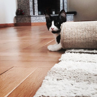 Tuxedo (Smokin) Kedi, Kedi  Bebüş fotoğrafı