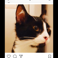 Tuxedo (Smokin) Kedi, Kedi  Bebüş fotoğrafı
