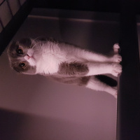Scottish Fold, Kedi  Frida fotoğrafı