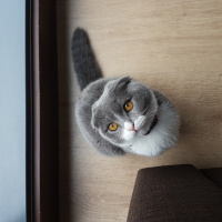 Scottish Fold, Kedi  Frida fotoğrafı