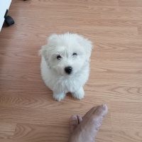 Maltese, Köpek  Tarçın fotoğrafı