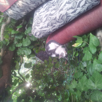 Tekir Kedi, Kedi  afacab fotoğrafı