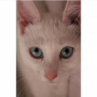 Ankara Kedisi, Kedi  Hera fotoğrafı