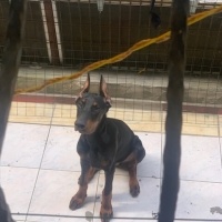 Doberman Pinscher, Köpek  Dark fotoğrafı