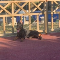 Doberman Pinscher, Köpek  Dark fotoğrafı