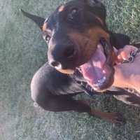 Doberman Pinscher, Köpek  Dark fotoğrafı