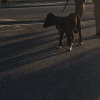 Sokö (Sokak Köpeği), Köpek  Çeşme fotoğrafı