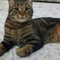 Tekir Kedi, Kedi  ŞÜKRÜ fotoğrafı