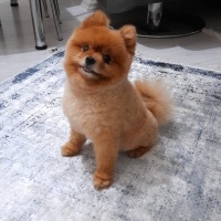 Pomeranyalı, Köpek  Lucky fotoğrafı