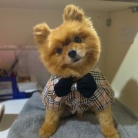 Pomeranyalı, Köpek  Lucky fotoğrafı