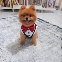 Pomeranyalı, Köpek  Lucky fotoğrafı