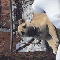 Kangal, Köpek  Boncuk fotoğrafı