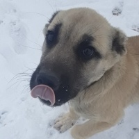 Kangal, Köpek  Boncuk fotoğrafı