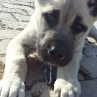 Kangal, Köpek  Boncuk fotoğrafı