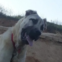 Kangal, Köpek  Saruman fotoğrafı
