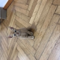 Sarman, Kedi  Pisisular fotoğrafı