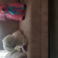 Maltese, Köpek  Cookie fotoğrafı