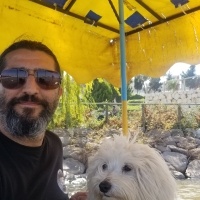 Maltese, Köpek  Cookie fotoğrafı