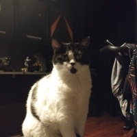 Tekir Kedi, Kedi  Ponçik fotoğrafı
