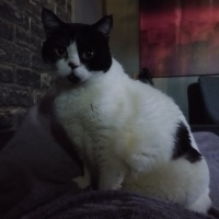 Tekir Kedi, Kedi  Ponçik fotoğrafı