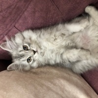 Scottish Fold, Kedi  Pamuk şeker fotoğrafı