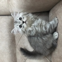 Scottish Fold, Kedi  Pamuk şeker fotoğrafı