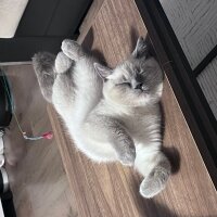 British Shorthair, Kedi  Yulaf fotoğrafı