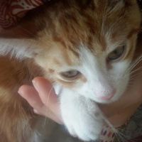 Tekir Kedi, Kedi  GIRGIR fotoğrafı