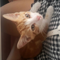 Tekir Kedi, Kedi  GIRGIR fotoğrafı