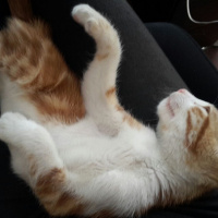 Tekir Kedi, Kedi  GIRGIR fotoğrafı