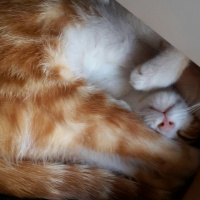 Tekir Kedi, Kedi  GIRGIR fotoğrafı