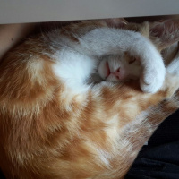Tekir Kedi, Kedi  GIRGIR fotoğrafı