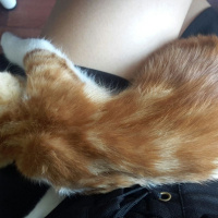 Tekir Kedi, Kedi  GIRGIR fotoğrafı