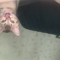 British Shorthair, Kedi  Joey fotoğrafı