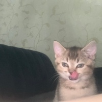 British Shorthair, Kedi  Joey fotoğrafı