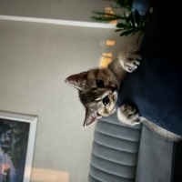 British Shorthair, Kedi  Joey fotoğrafı