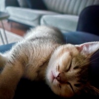 British Shorthair, Kedi  Joey fotoğrafı