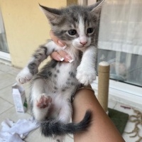 Tekir Kedi, Kedi  Duman fotoğrafı