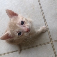 Tekir Kedi, Kedi  Duman fotoğrafı