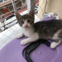 Tekir Kedi, Kedi  Duman fotoğrafı